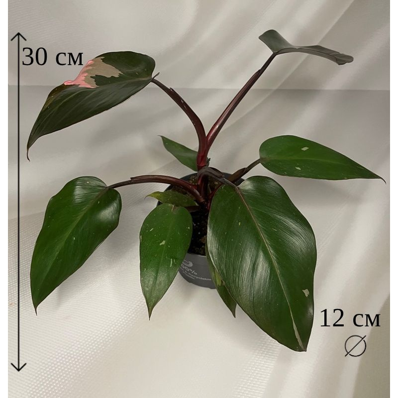 Филодендрон Пинк Принцесс 12/30 #1