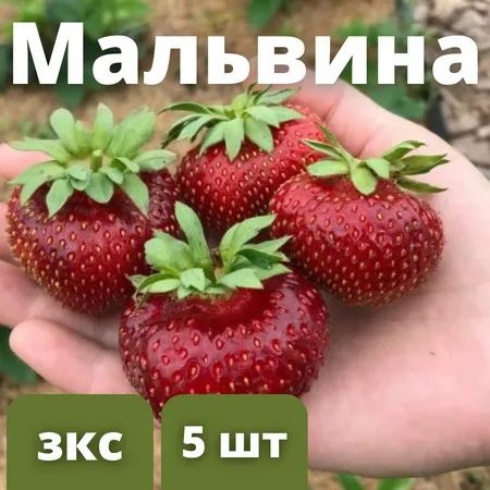 Клубника сорт Мальвина Крупноплодный гибрид 5 штук саженцев в кассетах  #1