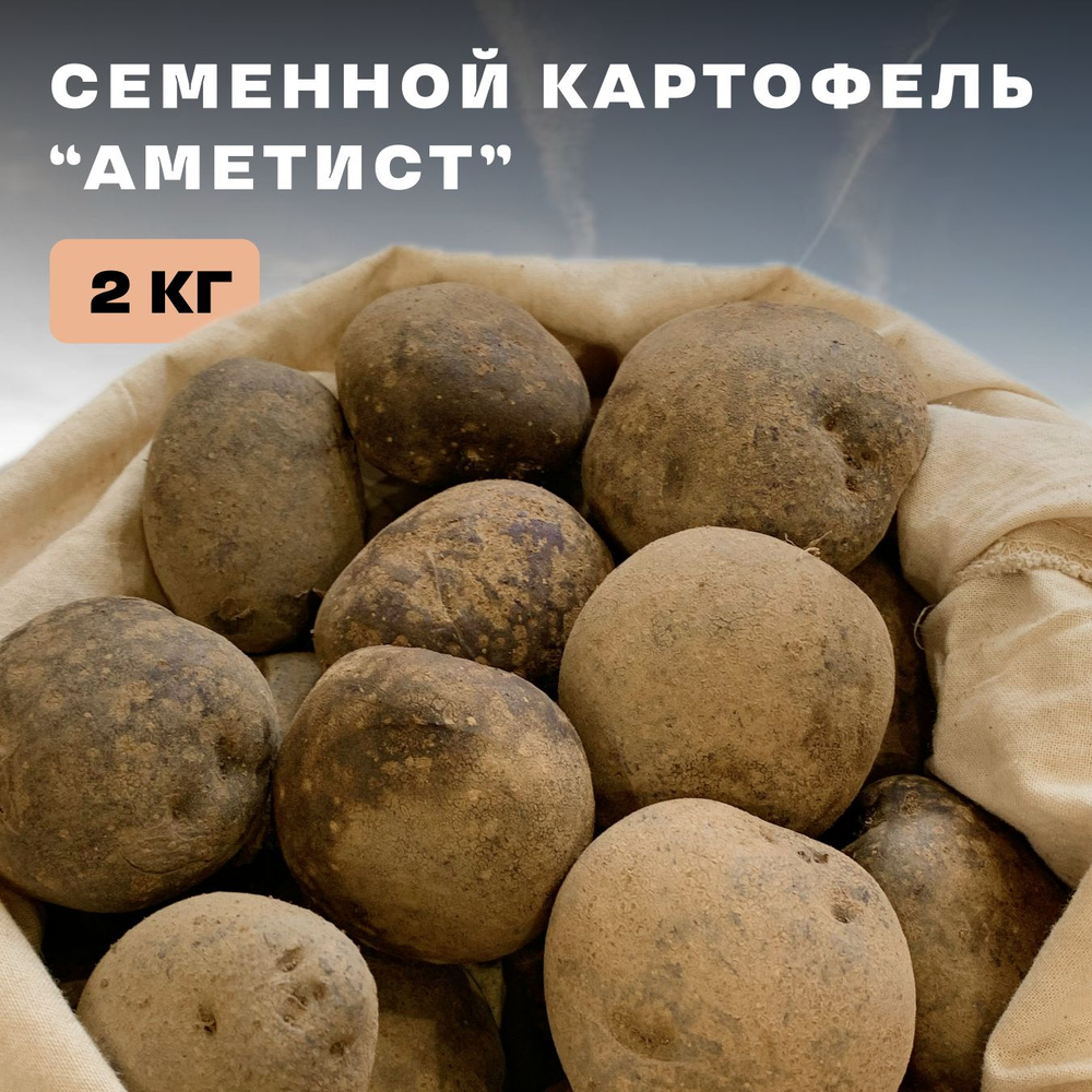 Клубни Картофель купить по выгодной цене в интернет-магазине OZON ...