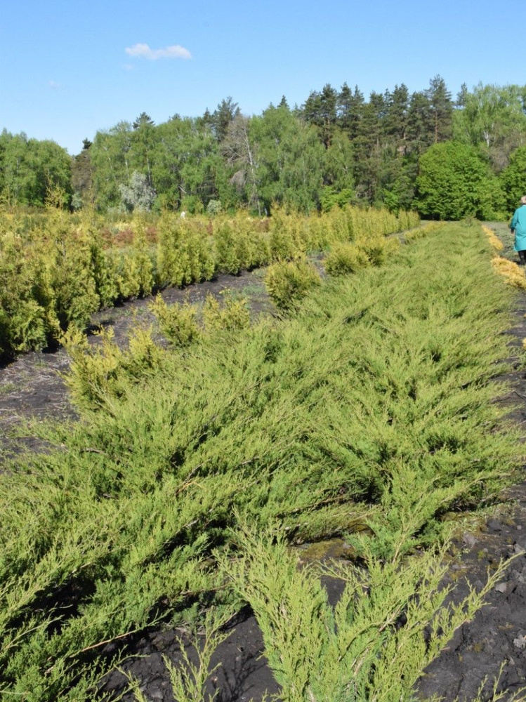 Семена Можжевельник ложноказацкий (Juniperus pseudosabina), 15 штук  #1