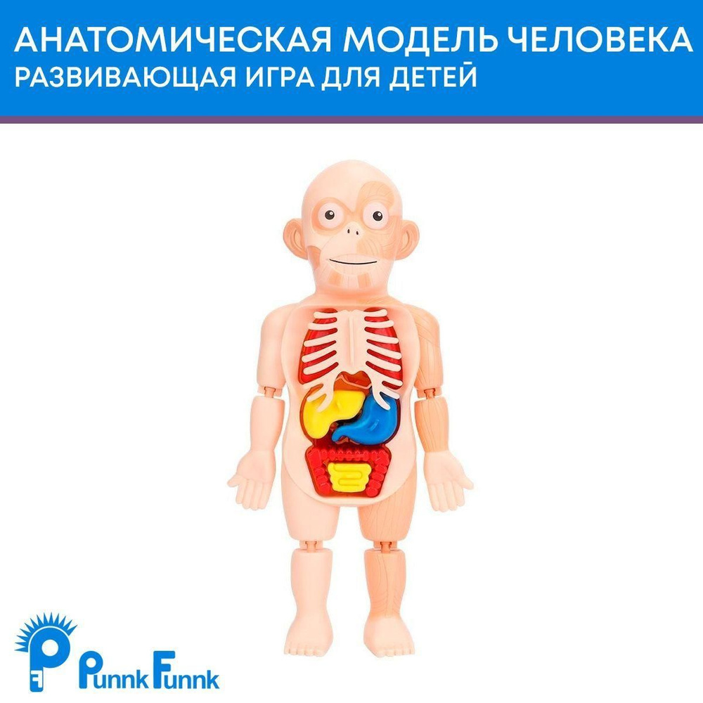 Анатомическая модель "Скелет человека", развивающая игрушка для детей ...