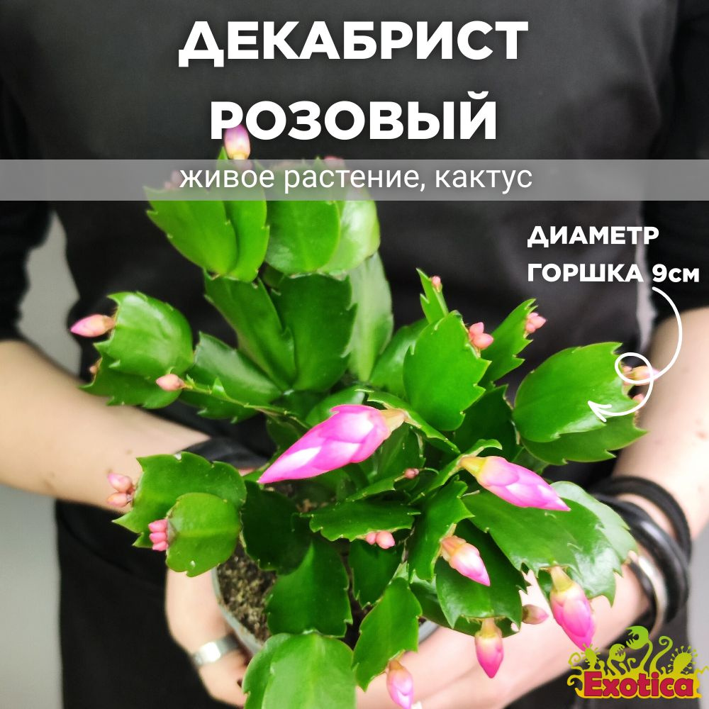 Декабрист Розовый, или Шлюмбергера (Schlumbergera Tendenza Rosa) D9см  #1