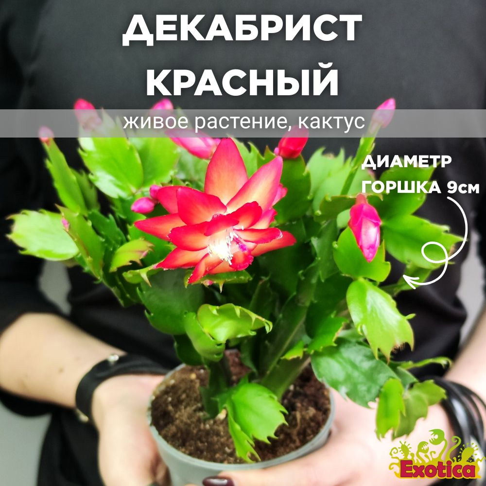 Декабрист Красный, или Шлюмбергера (Schlumbergera Tendenza Red) D9см #1