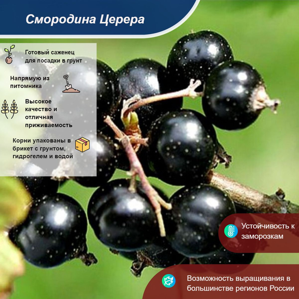Саженец #1