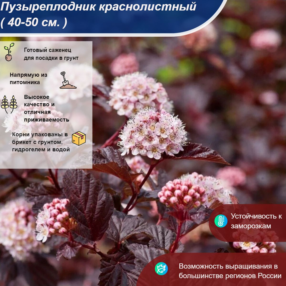 Саженец #1