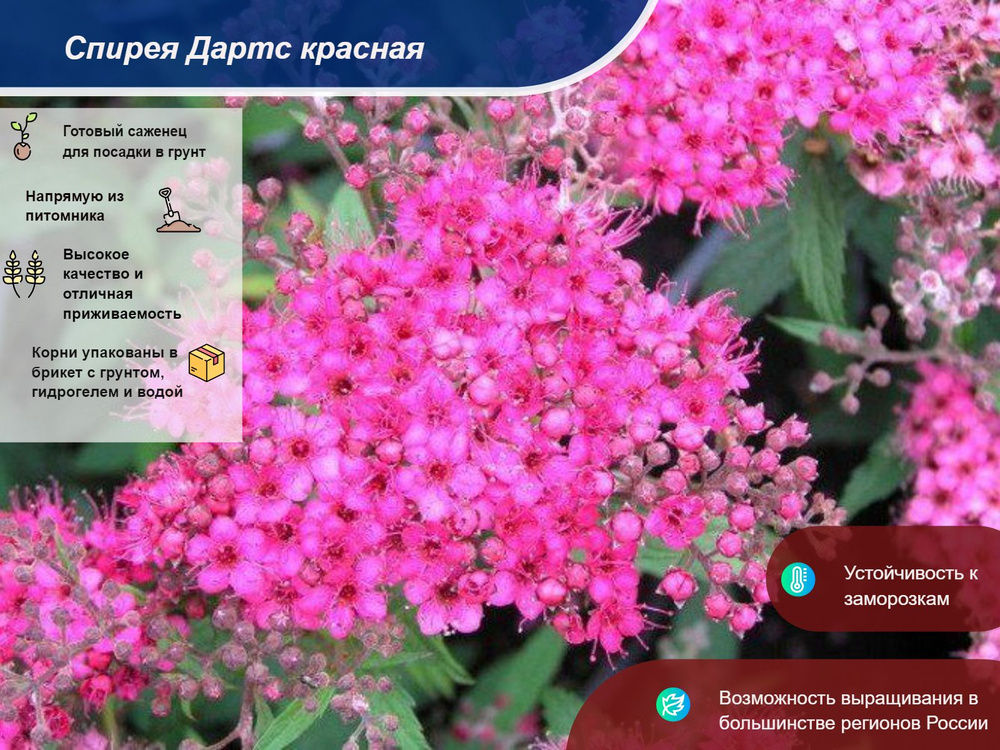 Саженец #1