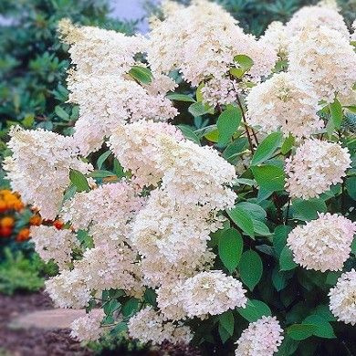 Гортензия метельчатая Grandiflora, саженцы зкс 0,5л - купить с ...