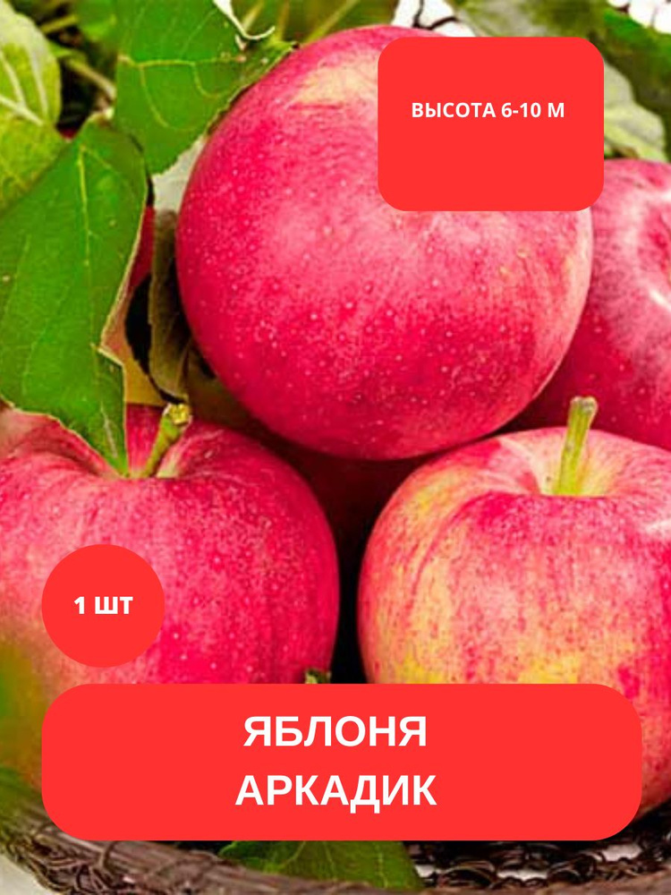 Клубни Яблоня купить по выгодной цене в интернет-магазине OZON (1400540533)