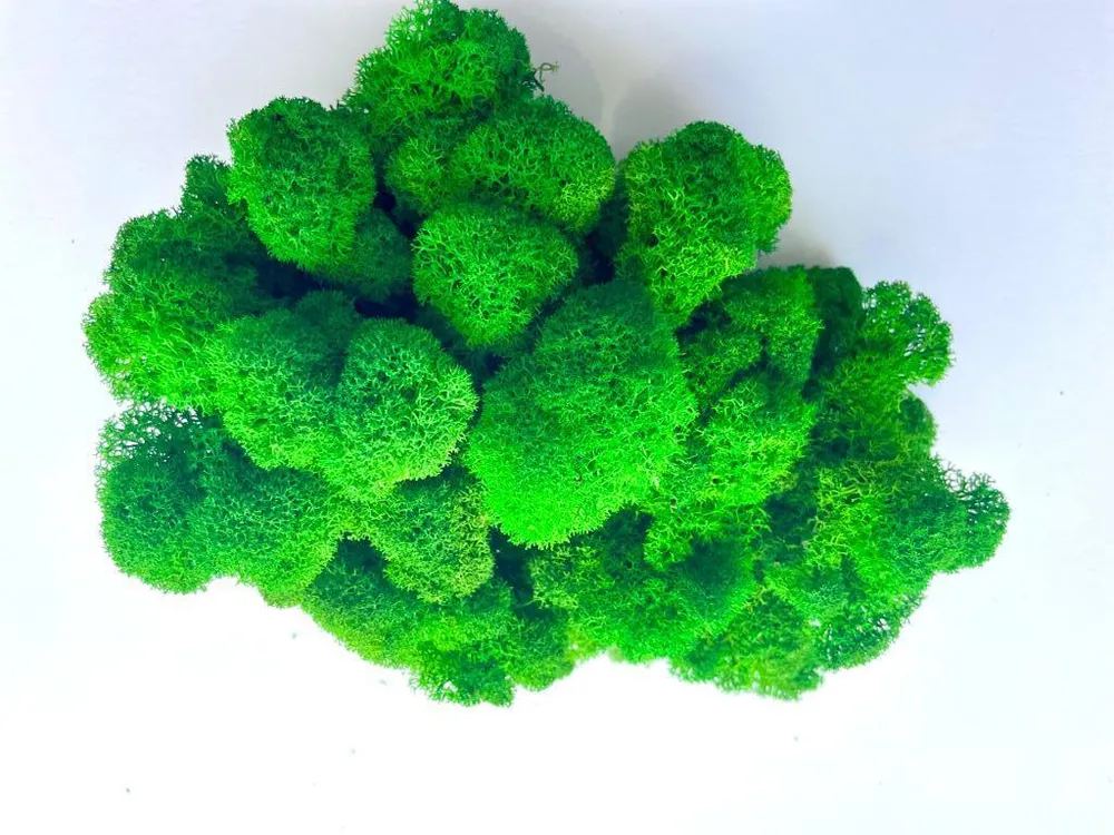 FreshMoss Стабилизированный мох Мох 100 г салатовый, 100 г, фото 3