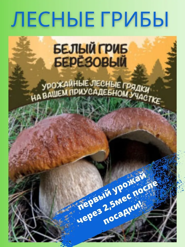 Белый Гриб Березовый, 1 пакет, зерновой мицелий 30 мл, Уральский Дачник, 30 мл