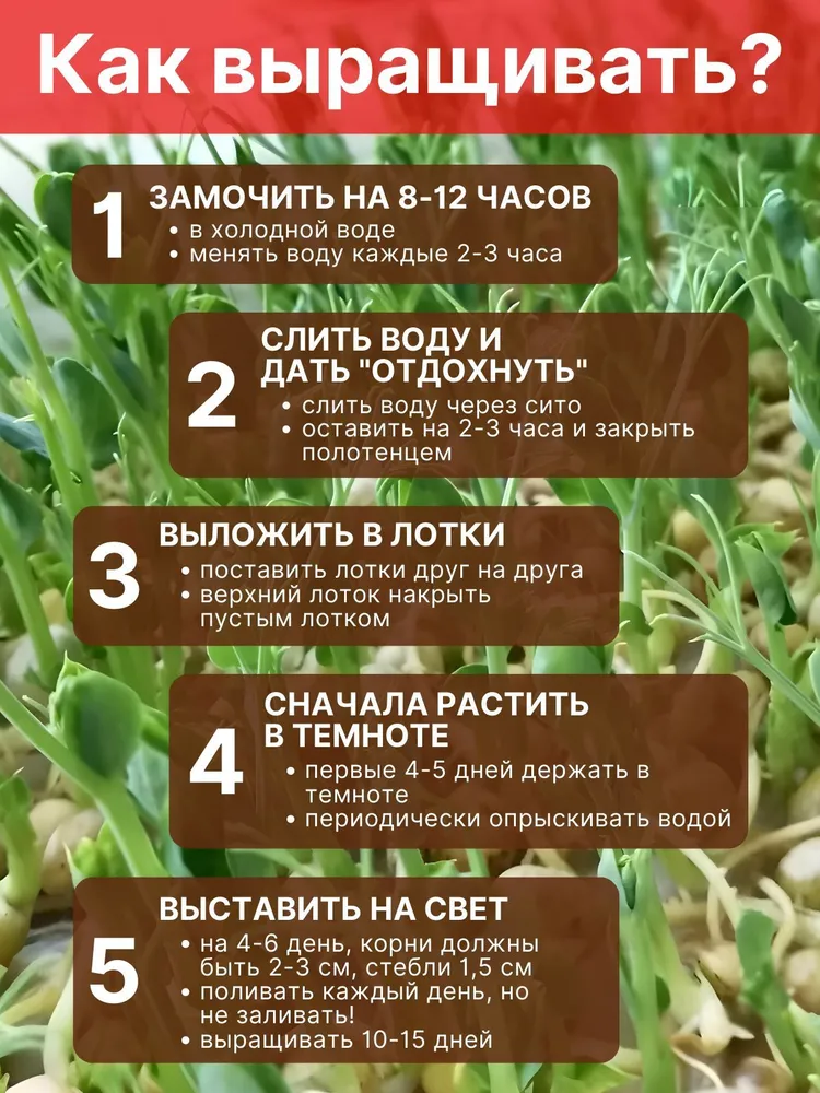 Горох Мадрас семена для проращивания микрозелени 250г., 250 г, фото 3