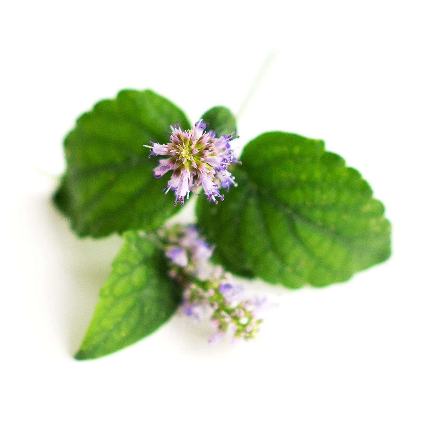 Pogostemon Patchouli