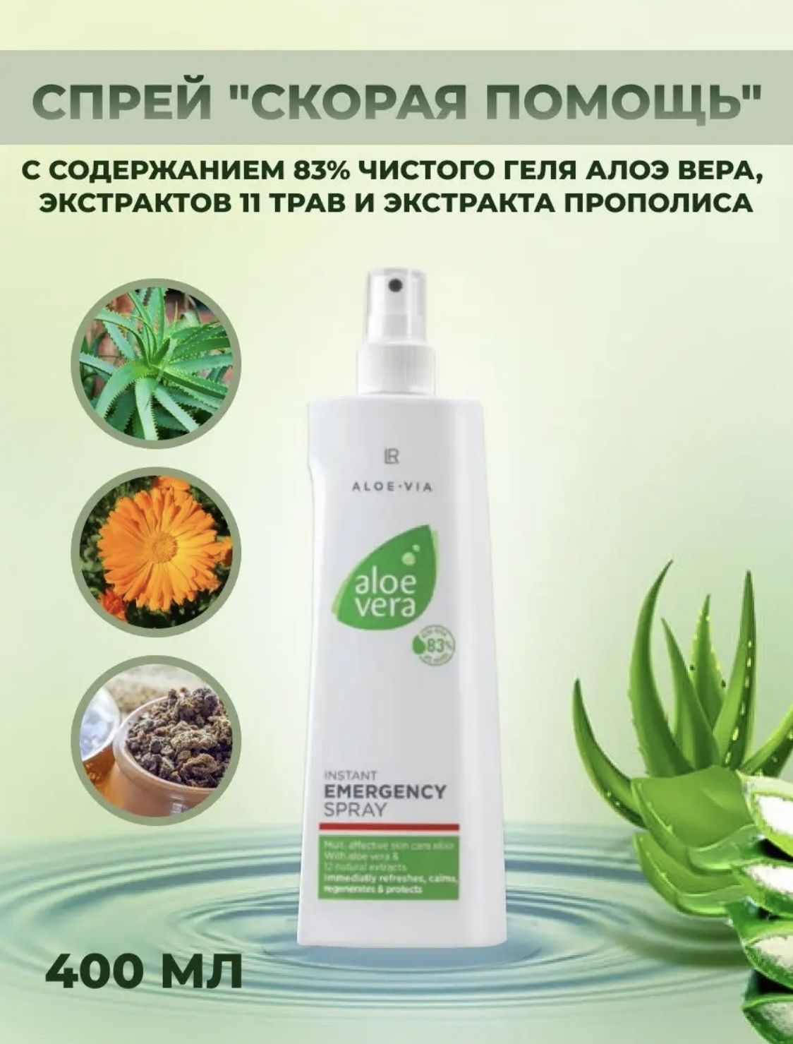 aloe vera im zimmer Aloe Vera Pflanze - echter Aloe Vera