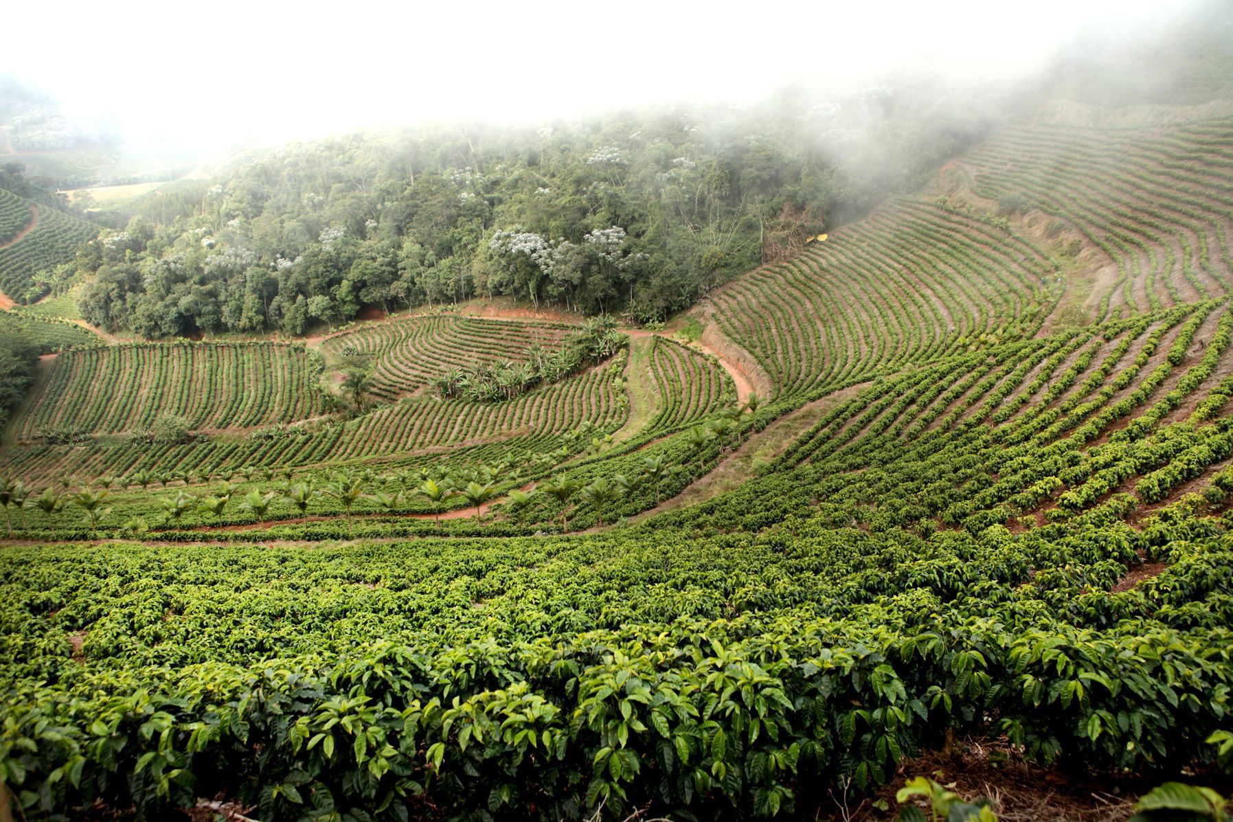 Плантация кофе фото Натуральный кофе в зернах AUGUST COFFEE Ethiopia Bale Mountain с герметичной упа