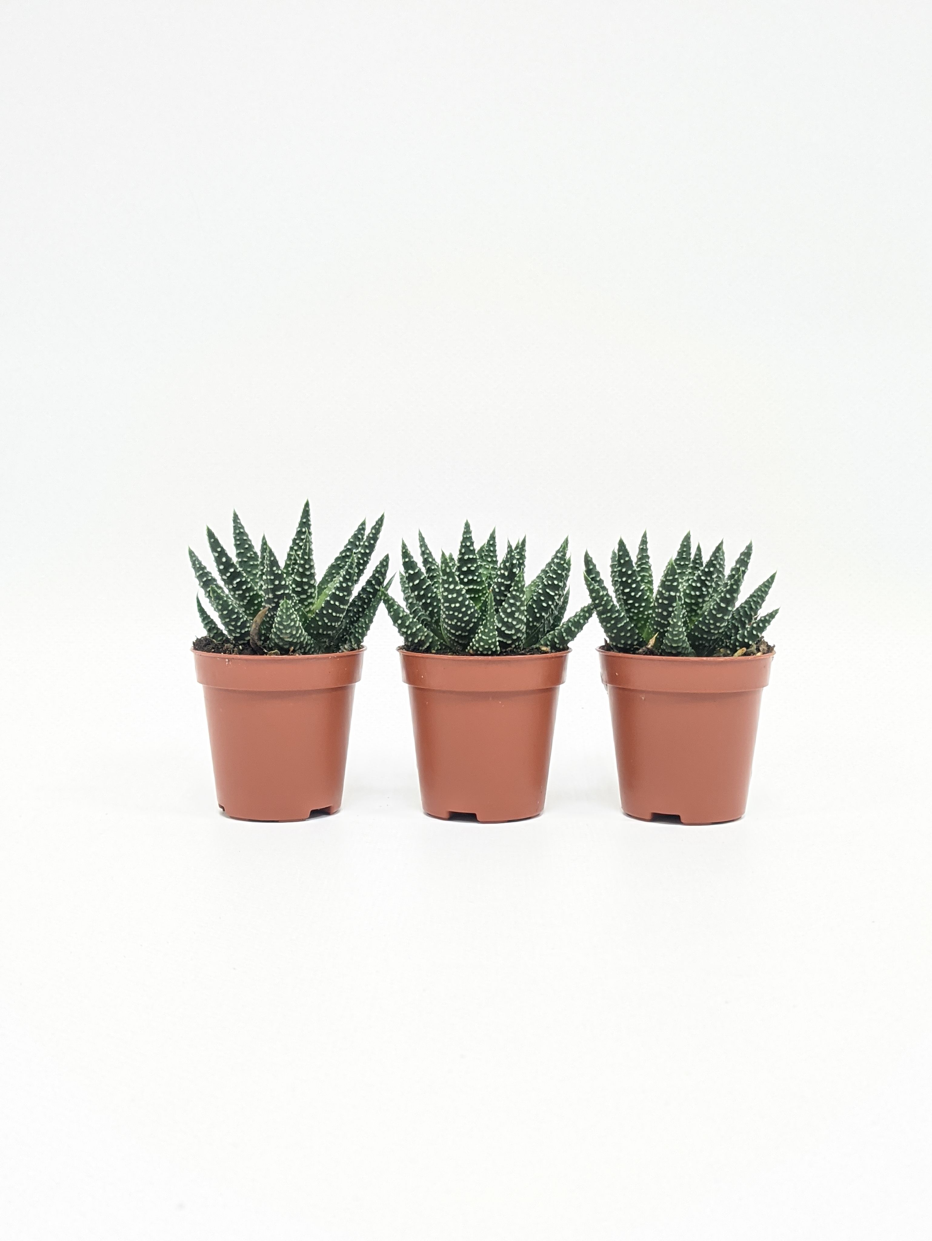3 Haworthia 3-haworthia