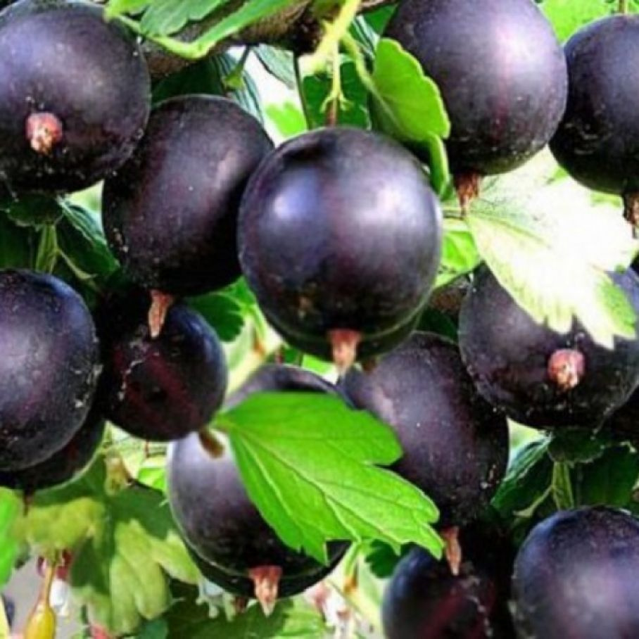 Крыжовник сорт командор. Крыжовник красный командор. Крыжовник бесшипный "владил" ("командор"). Крыжовник бесшипный командор. Крыжовник командор (без шипов).