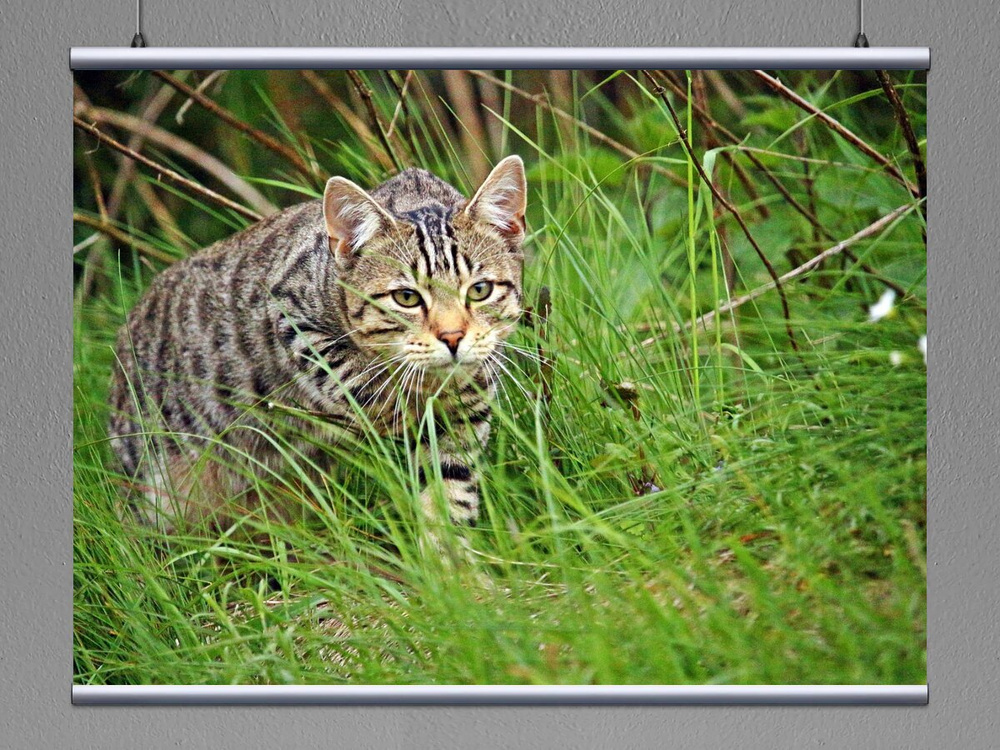 Полосатый тигровый коричневый кот с травмой глаза Stock-Foto | Adobe Stock