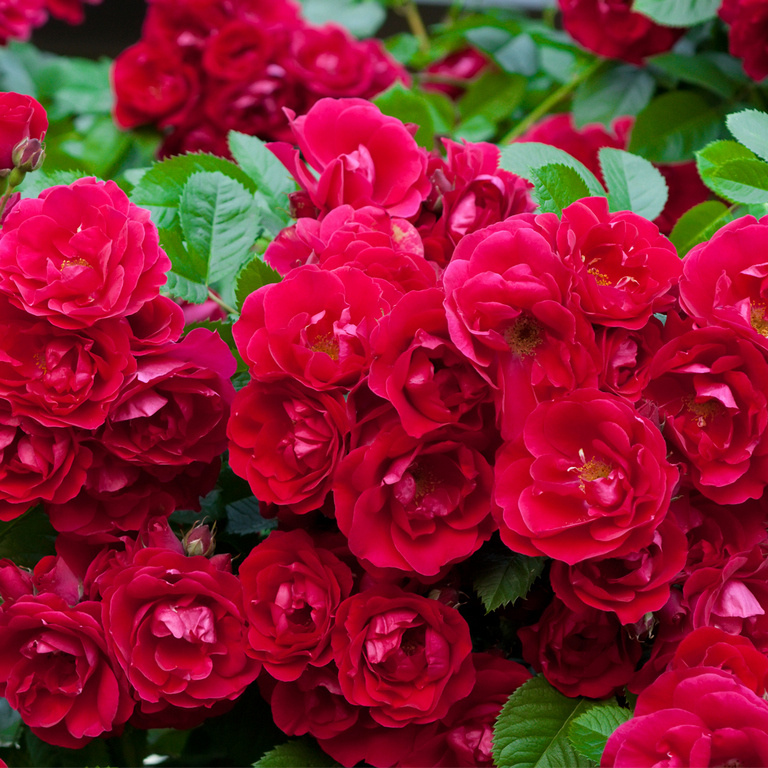 Роза почвопокровная Ред Фэйри - купить с доставкой по выгодным ценам в интернет-магазине OZON (542884697)