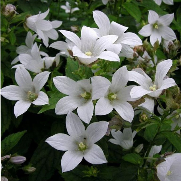 Колокольчик молочноцветковый Вайт Пуфф - купить с доставкой по выгодным ...