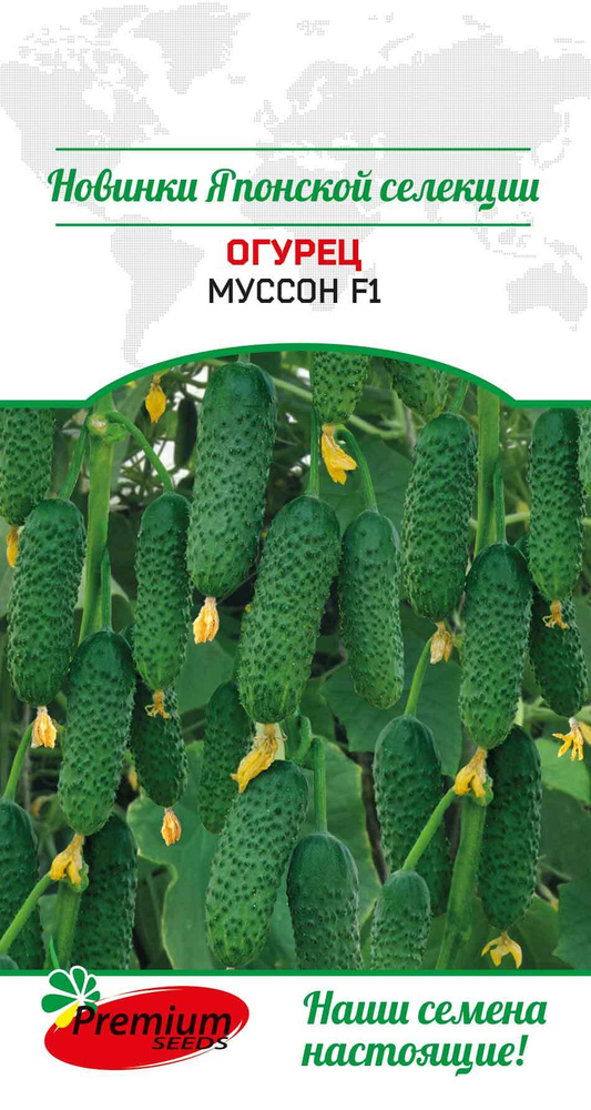 РАССАДА ОГУРЕЦ ПАРТЕНОКАРПИЧЕСКИЙ МУССОН кассета-6шт Агрофирма "ФЛОС"