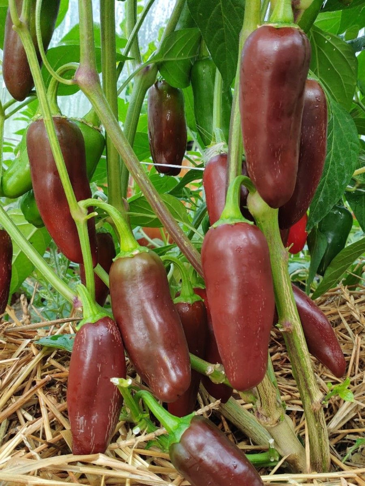 Перец халапеньо рассада. Перец Jalapeno Brown. Перец халапеньо семена. Перец халапеньо растение.