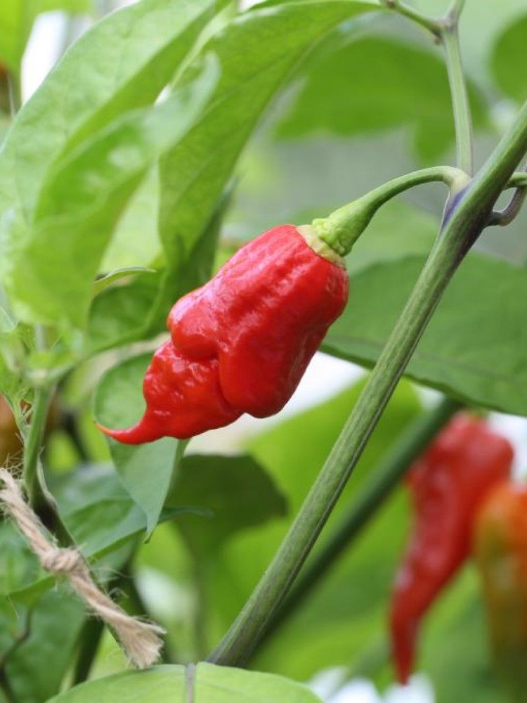 Семена Острый перец Trinidad Scorpion Long SR, 5 штук #1