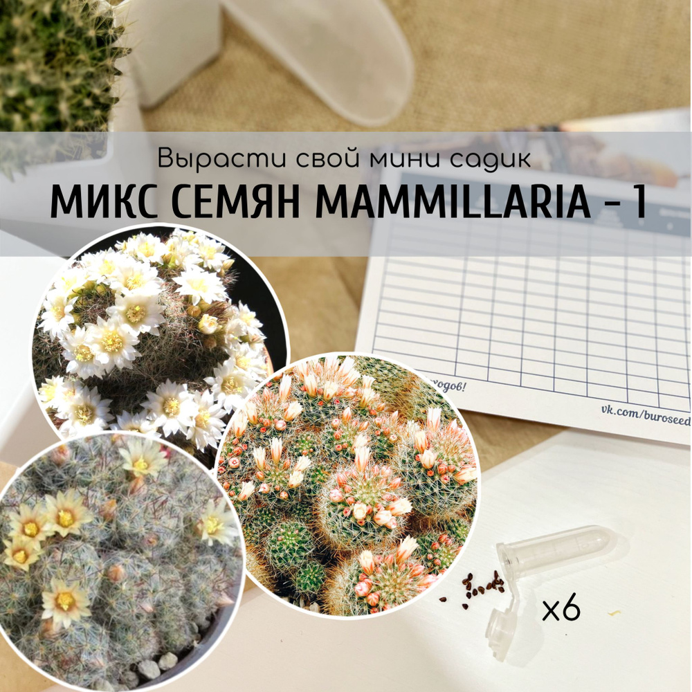 Семена кактусов Маммиллярии белоцветковая (смесь видов: Mammillaria crinita v. Seideliana и prolifera #1