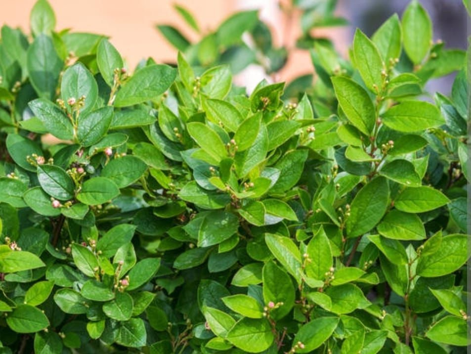 Кизильник "Блестящий" - купить с доставкой по выгодным ценам в интернет ...