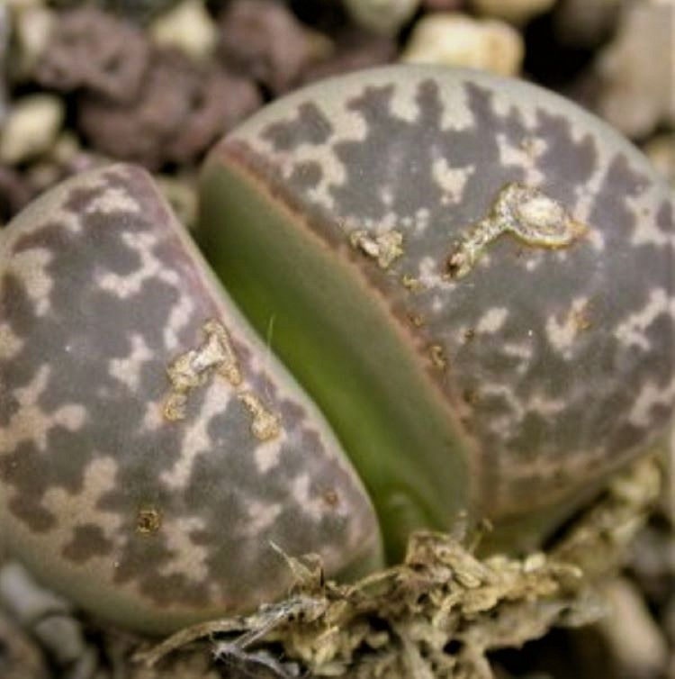 Суккулент Lithops naureeniae C-304, семена (10 шт) #1