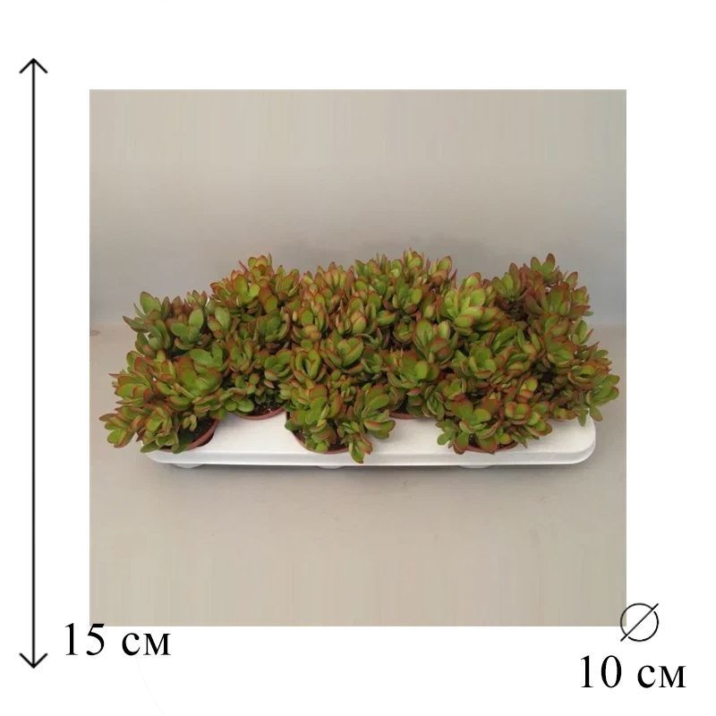 Крассула Мани Мейкер 10/15 #1