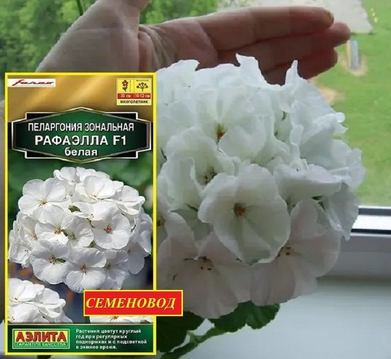 Королевская Пеларгония Семена Купить В Интернет