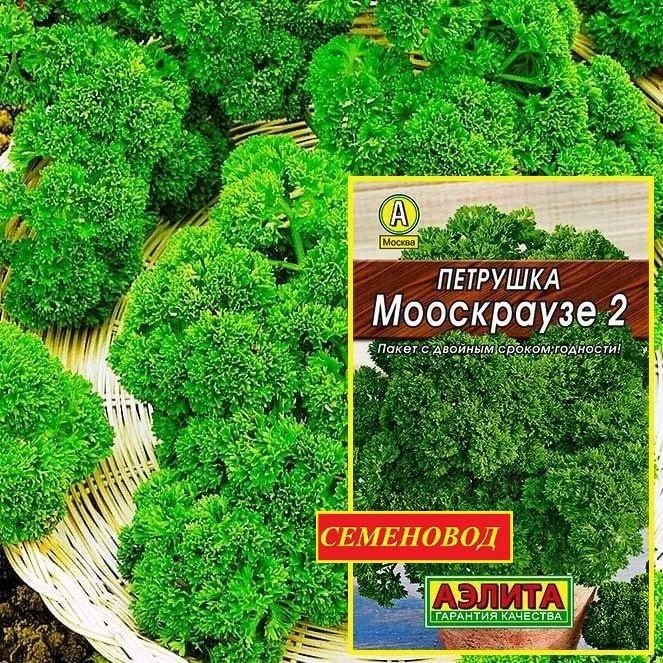 Петрушка МООСКРАУЗЕ 2 кудрявая - Раннеспелый сорт! / Семена 2 гр - Агрофирма АЭЛИТА  #1