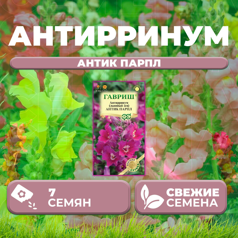 Антирринум (Львиный зев) Антик Парпл, 7шт, Гавриш, Элитная клумба (1 уп)  #1