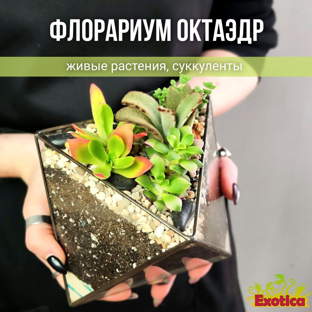 Суккулент Exotica Октаэдр с Суккулентами, 11 дм, 1 шт - купить по выгодной  цене в интернет-магазине OZON (621502358)