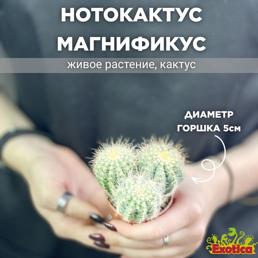 Нотокактус Магнификус Груп (Notocactus Mafnificus group) D5см #1