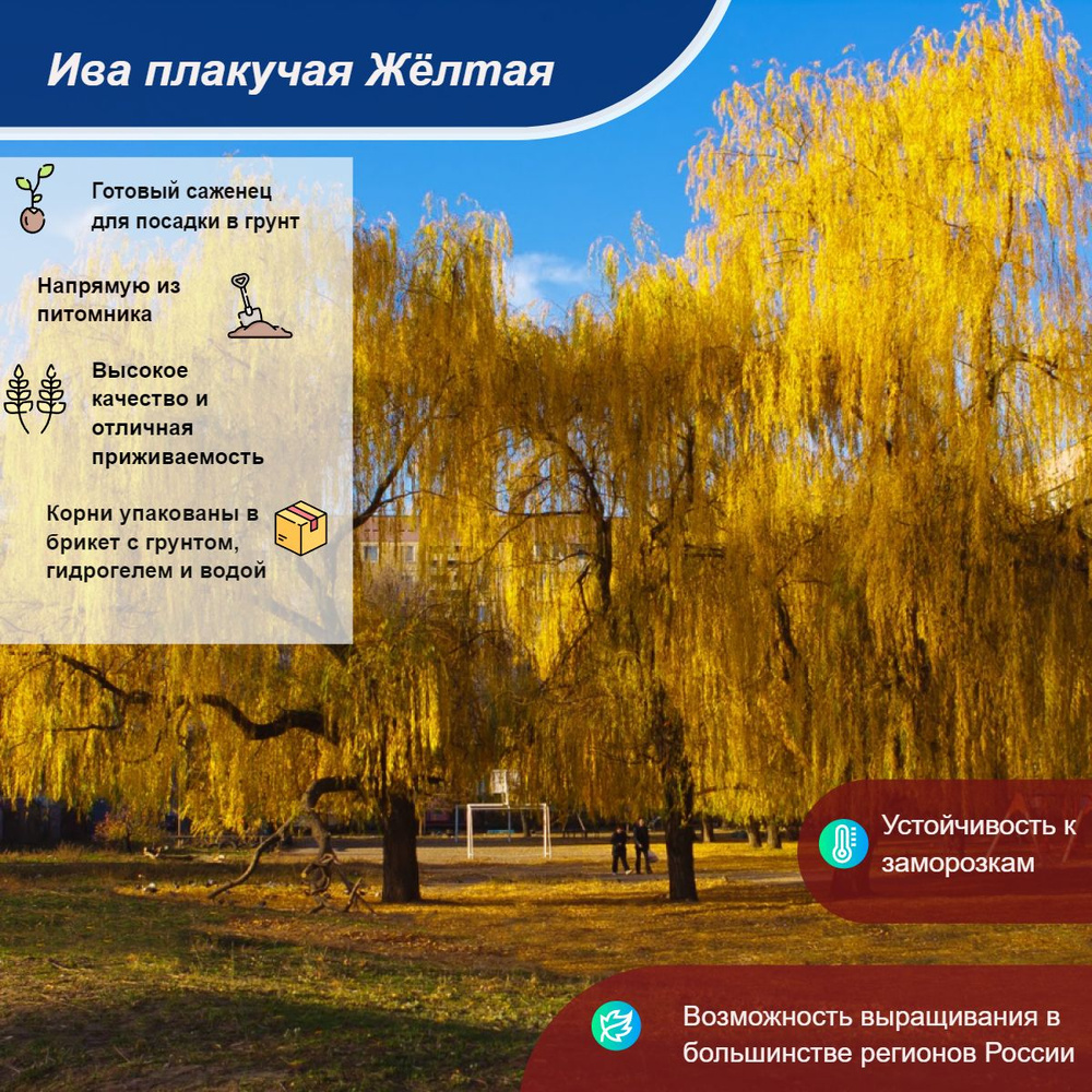 Саженец #1