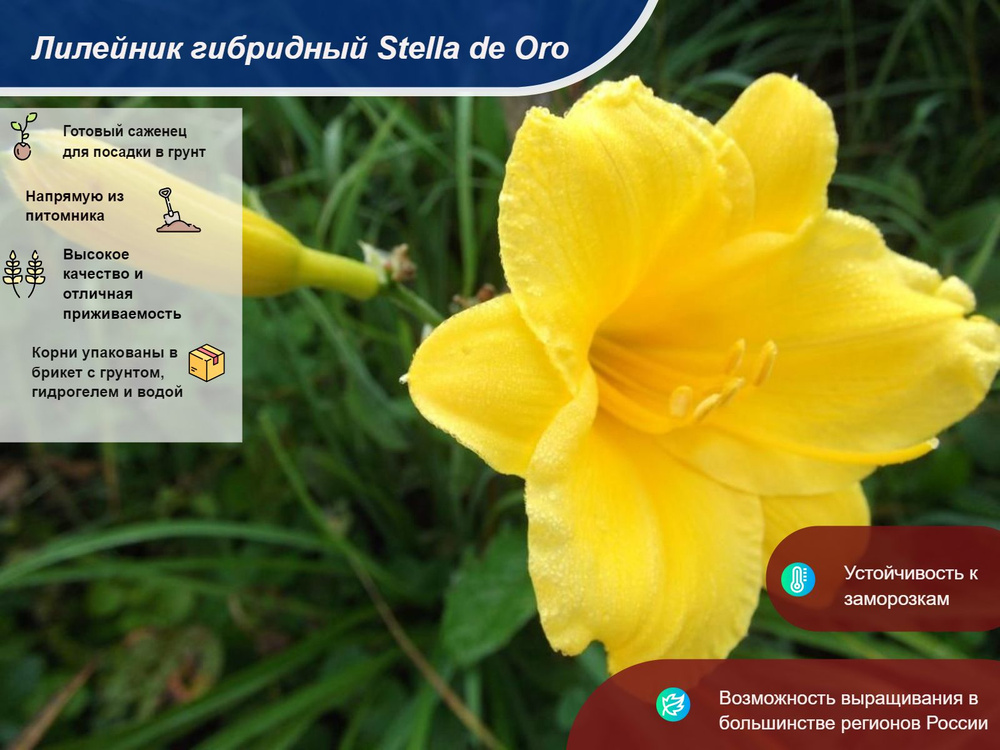 Лилейник гибридный Stella de Oro - купить с доставкой по выгодным ценам ...