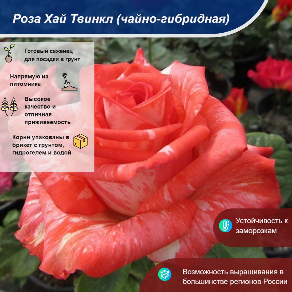 Саженец #1