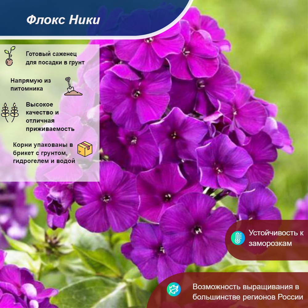 Саженец #1