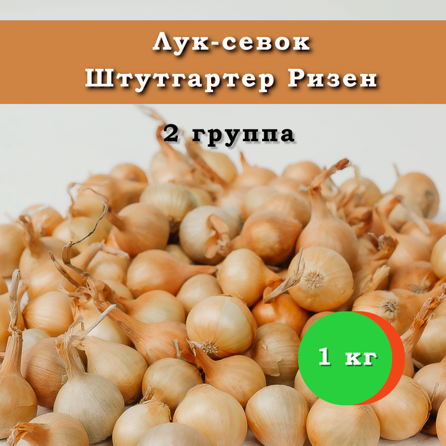 Лук севок мячковский описание отзывы. Лук севок Штутгартер. Штутгартер Ризен.