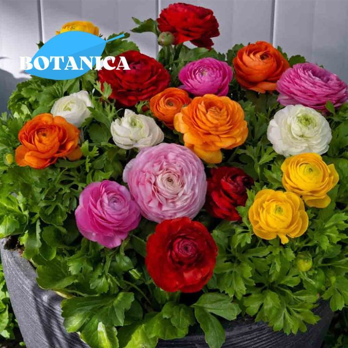 Ранункулюс Микс 10 шт купить на OZON по низкой цене (1084981143)