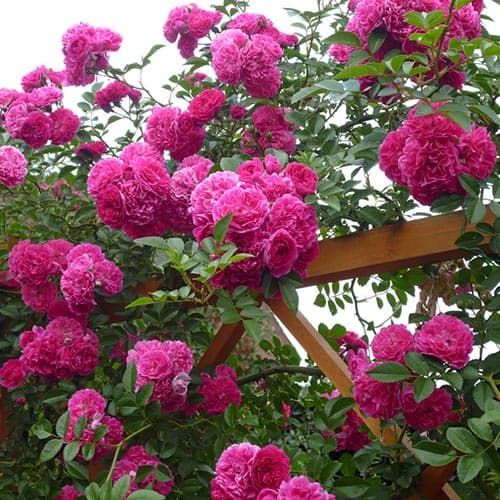 Роза плетистая Супер Эксцельза саженец ЗКС купить на OZON по