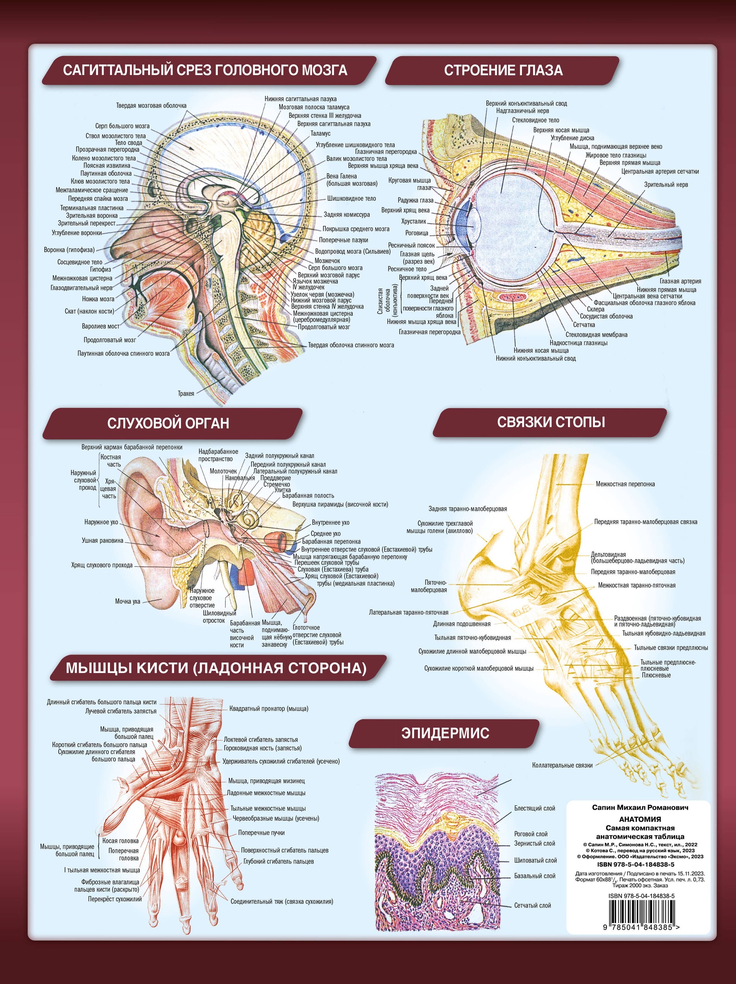 Анатомия. Самая компактная анатомическая таблица | Anatomy: The Most Compact Anatomical Chart - Ozon image 4