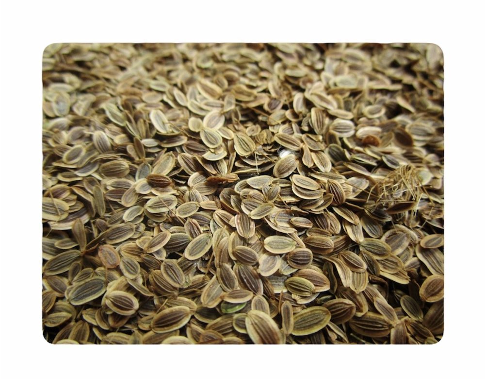 Семена укропа, 1 кг - купить с доставкой по выгодным ценам в  интернет-магазине OZON (231741568)