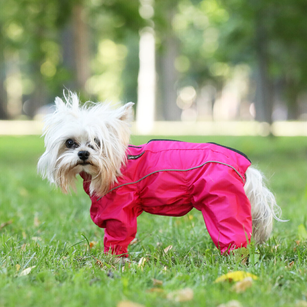 Одежда для животных JOY комбинезон для собак мелких пород для девочки 30М -  купить с доставкой по выгодным ценам в интернет-магазине OZON (301541922)