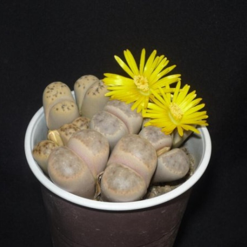 Суккулент Литопс Lithops Dinteri C180 семена (10 ШТ) #1