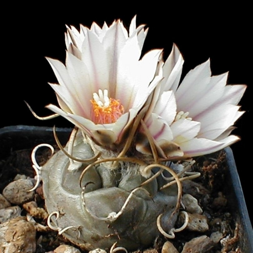 Суккулент Кактус Turbinicarpus macrochele семена (10 ШТ) #1