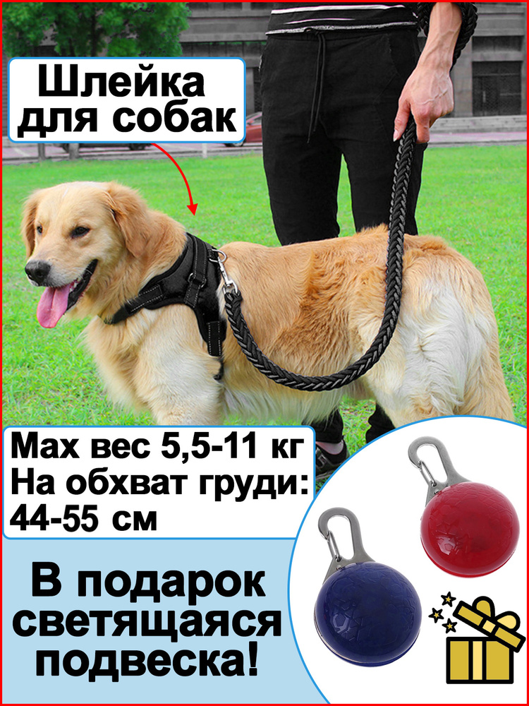Шлейка для собак мелких и средних пород прогулочная амуниция для выгула и  дрессировок для животных - купить с доставкой по выгодным ценам в  интернет-магазине OZON (357145734)