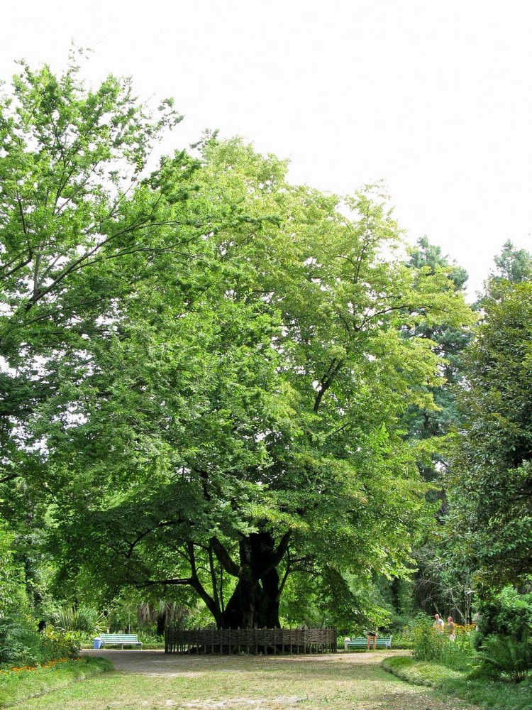 Семена Липа кавказская (Tilia caucasica), 10 штук #1