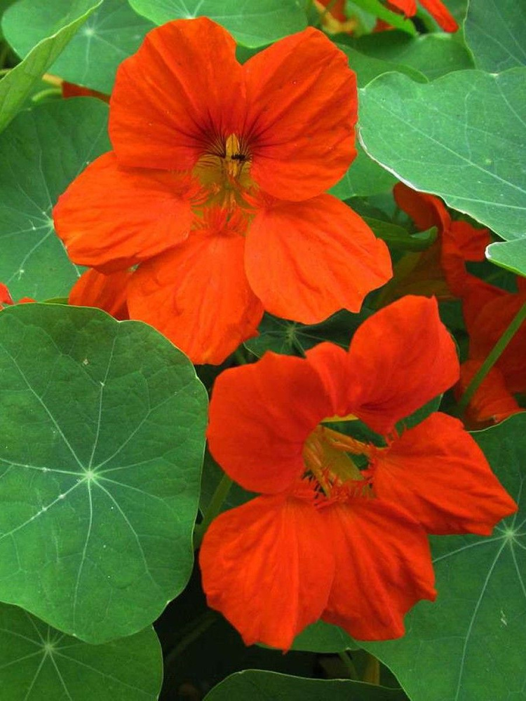 Семена Настурция культурная микс (Tropaeolum cultorum), 10 штук #1